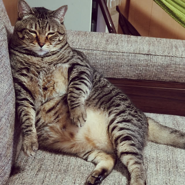 nukkoさんの実例写真