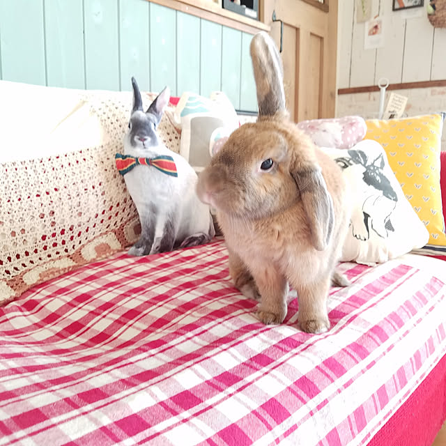 chocoさんの実例写真