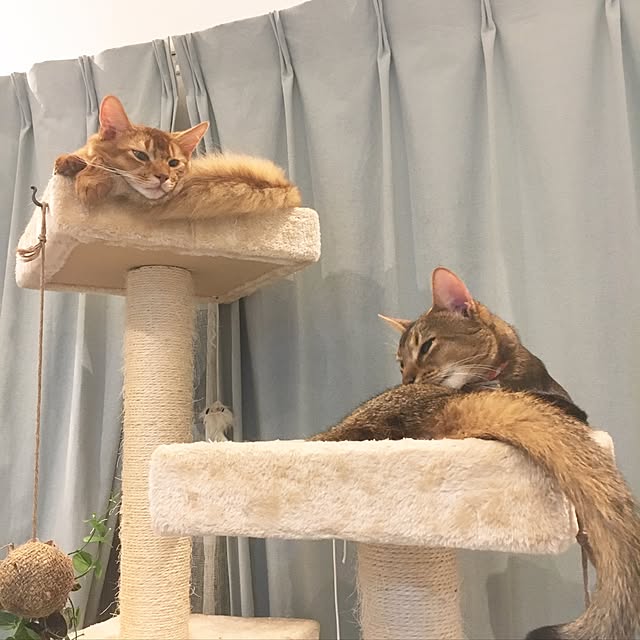 sakineko528さんの実例写真