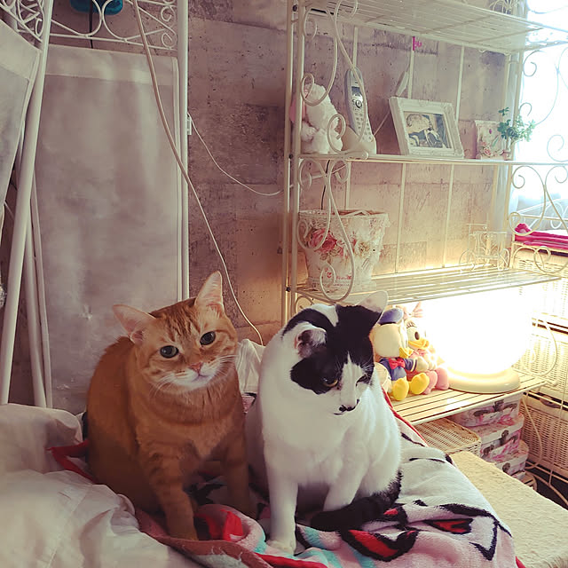 asuminさんの実例写真