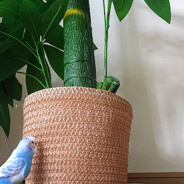 toratanさんの実例写真