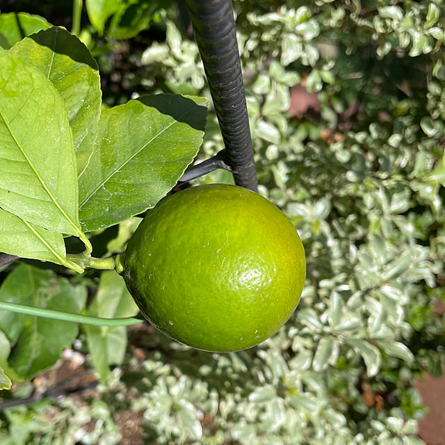 ronronさんの部屋