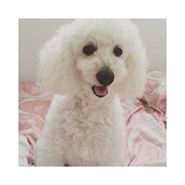 hnhncocoさんの実例写真
