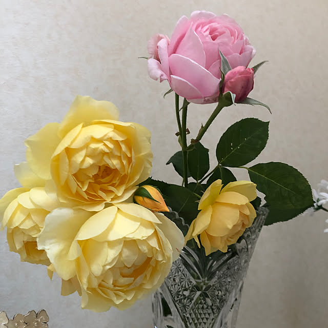 sakuraさんの実例写真