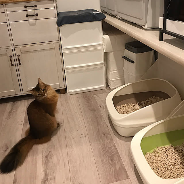 リターロッカー/猫用トイレ/seria/ソマリ/猫のいる生活...などのインテリア実例 - 2020-02-03 00:50:24