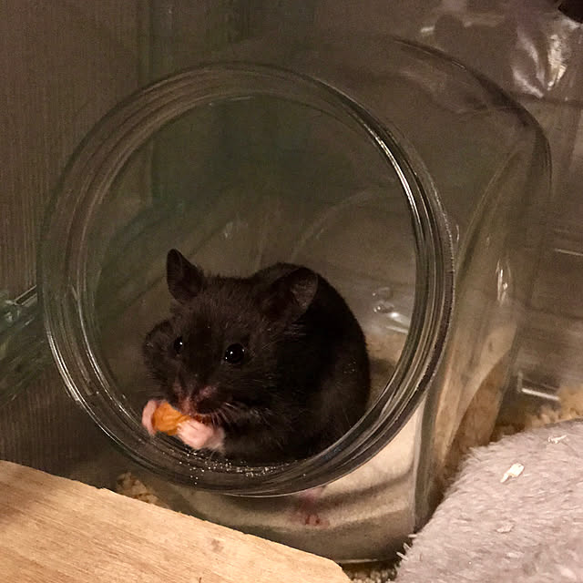 butachanさんの実例写真