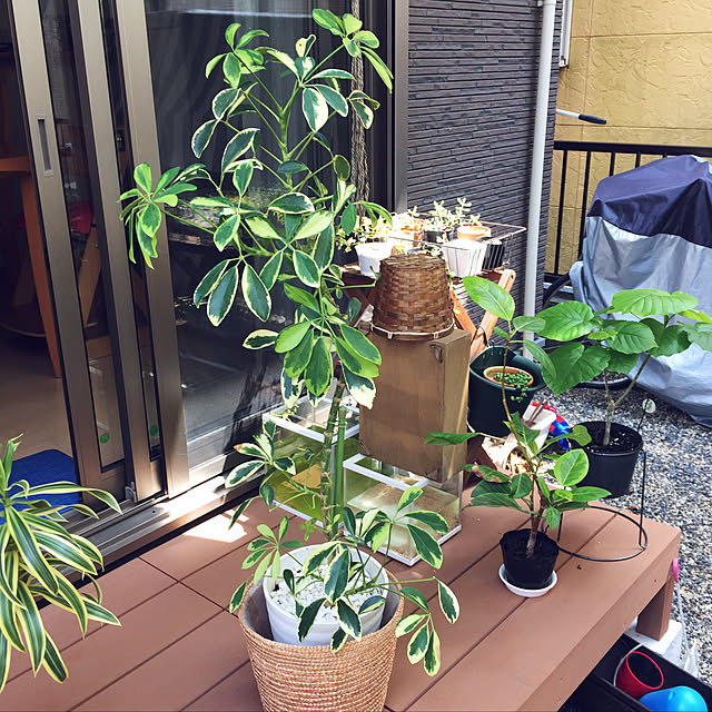実例写真
