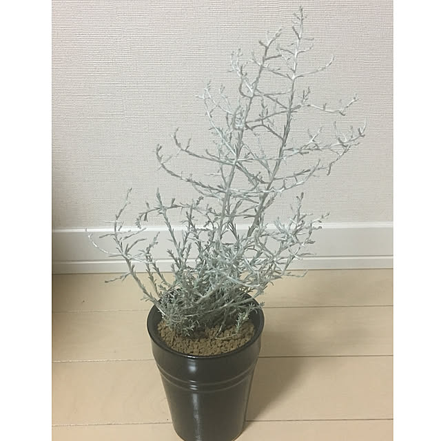 LuLuさんの実例写真