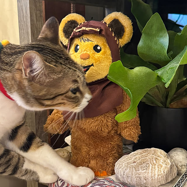 noraさんの実例写真