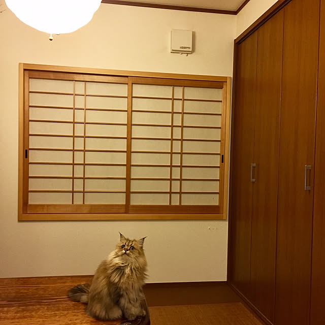 butachanさんの実例写真