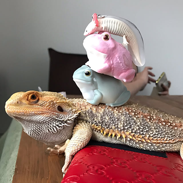 japitonさんの実例写真