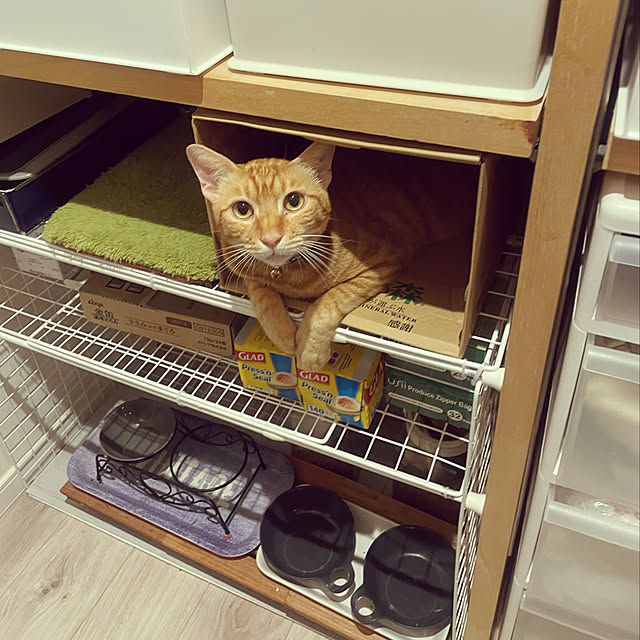 パントリーのある暮らし/ねこのいる日常/猫のいる生活/部屋全体のインテリア実例 - 2022-10-06 14:29:39