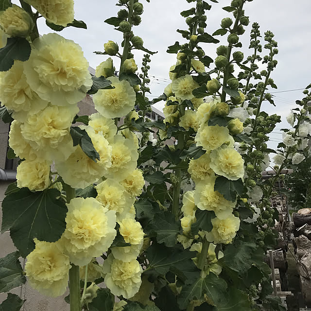 okadajapanさんの実例写真