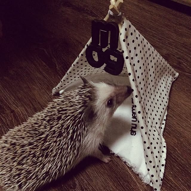labanさんの実例写真