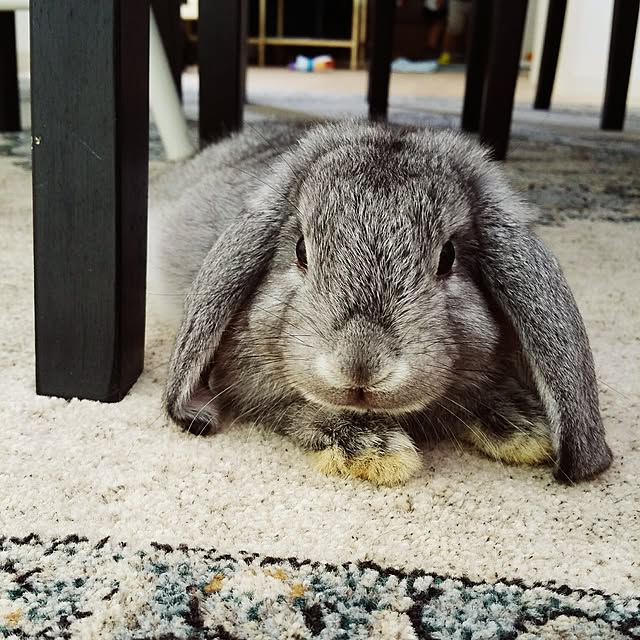 nezumiさんの実例写真