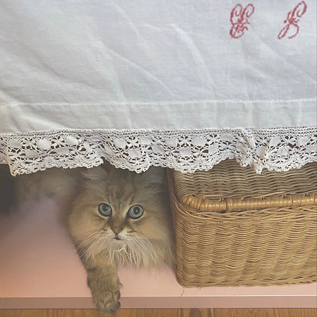 teddyさんの実例写真