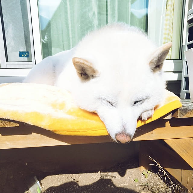 yukinkoさんの実例写真