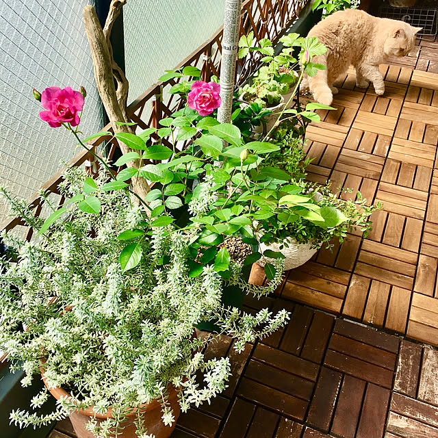 naokoさんの部屋