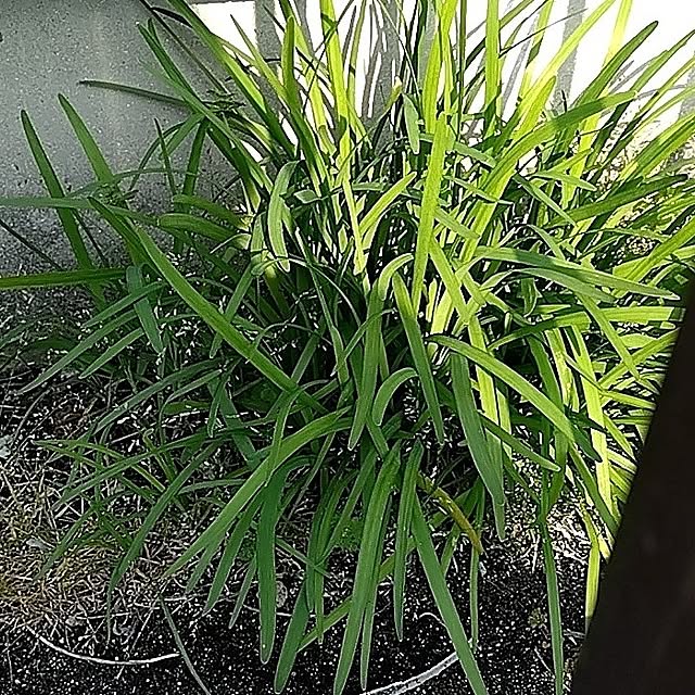 toratanさんの実例写真