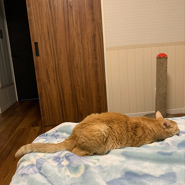 mikeume7さんの実例写真