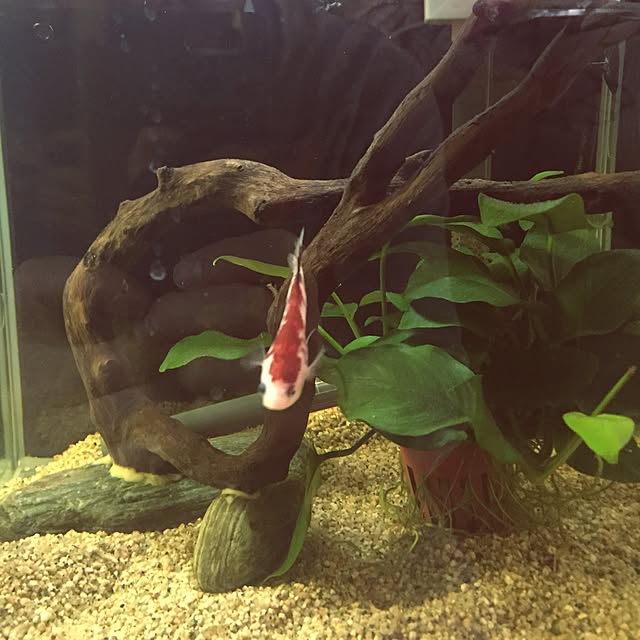 sojunさんの実例写真