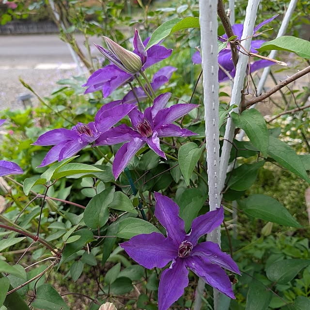 babaさんの実例写真