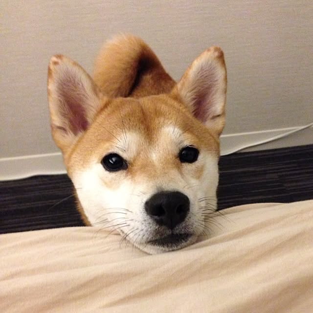 mimiさんの実例写真