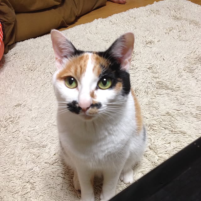 Kinanさんの実例写真