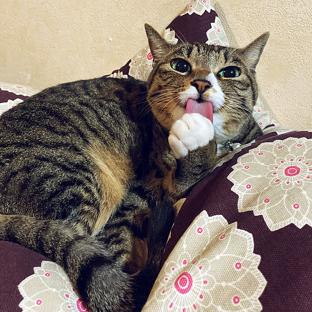suemonta14さんの実例写真