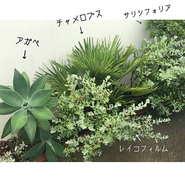 syungikuさんの実例写真