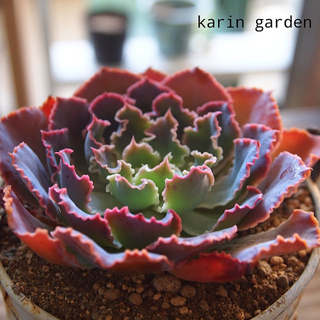 karinさんの実例写真