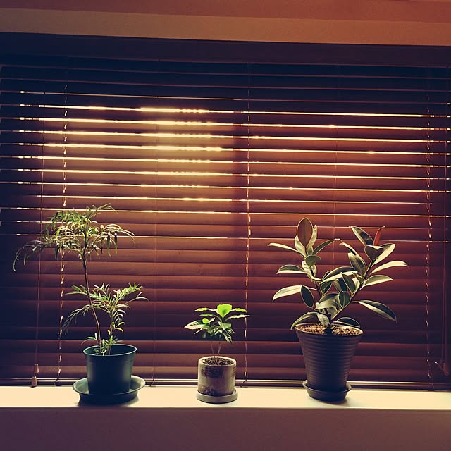 壁/天井/観葉植物/カフェ風のインテリア実例 - 2017-05-19 22:54:06