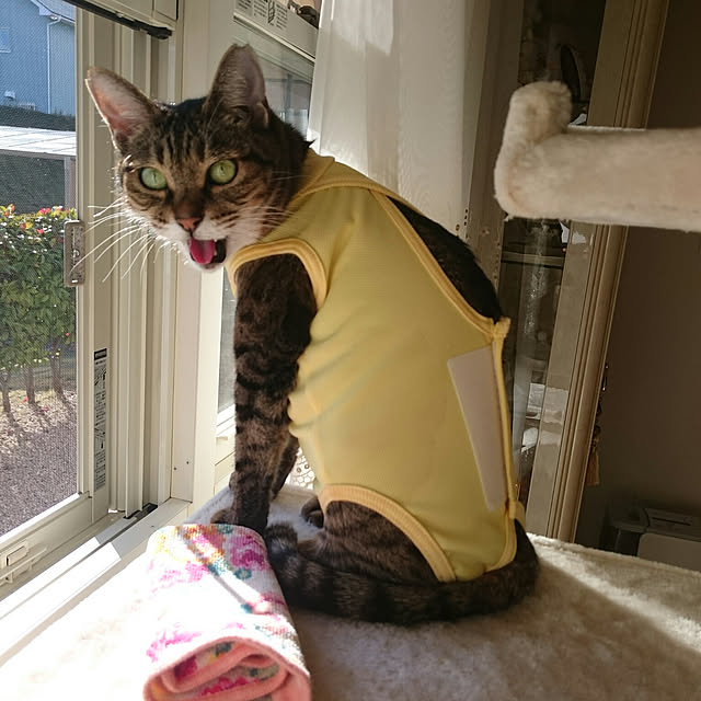 lilyさんの実例写真