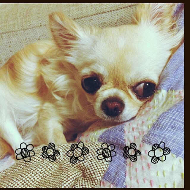mamiさんの実例写真