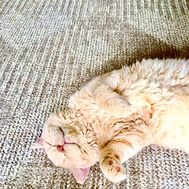 naokoさんの実例写真