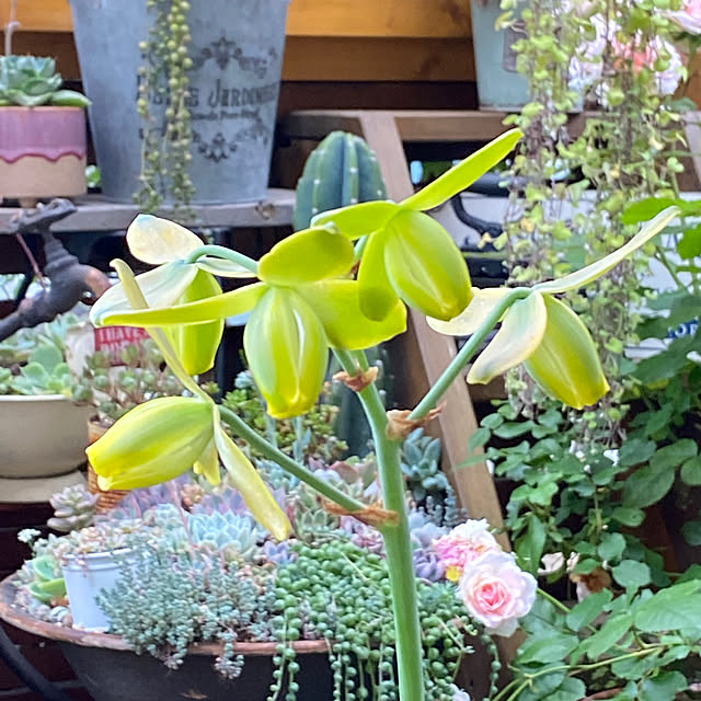 mintteaさんの部屋