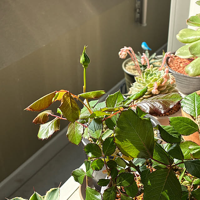 koshiregutyoさんの部屋