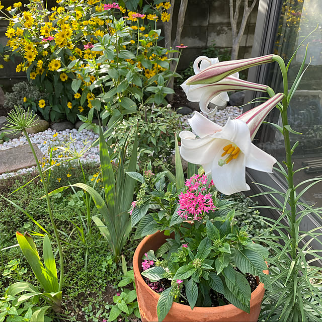 ronronさんの実例写真