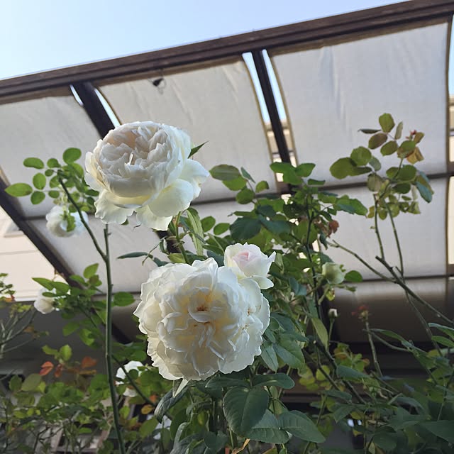 happygardenさんの実例写真
