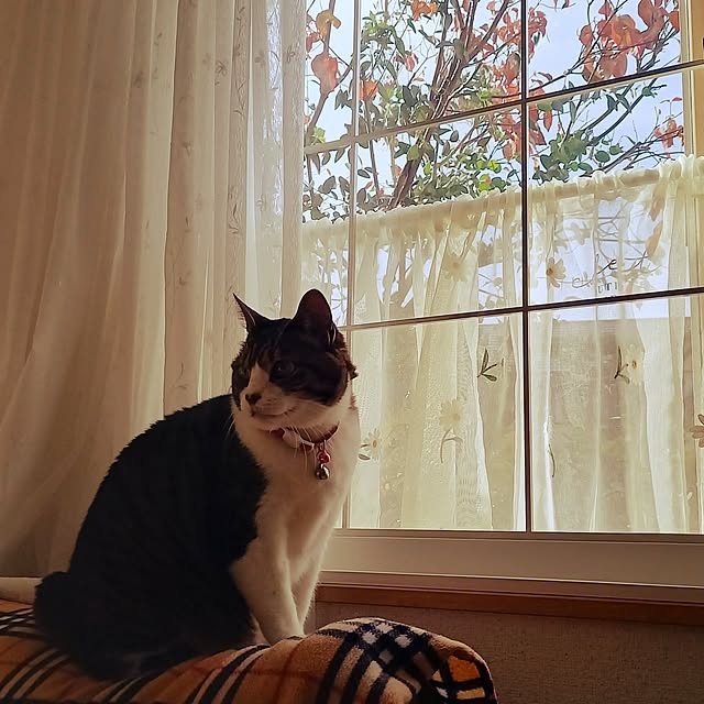 civicglさんの部屋