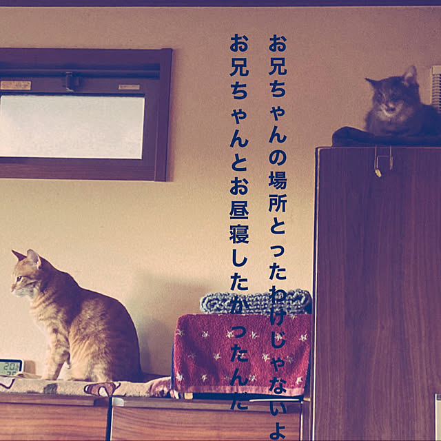 ayuさんの実例写真