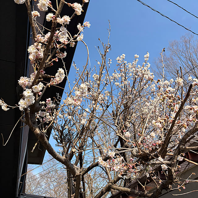 momoさんの実例写真