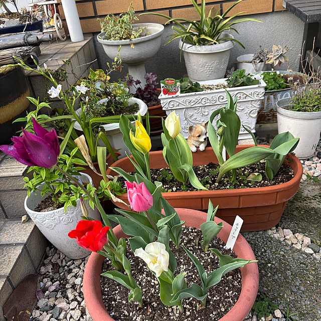 chIoeさんの実例写真