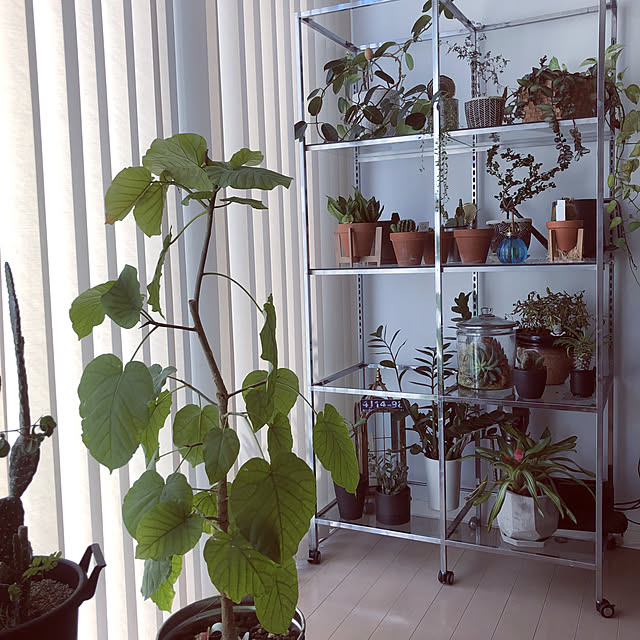 棚/植物のある部屋/観葉植物のインテリア実例 - 2020-09-05 12:37:03