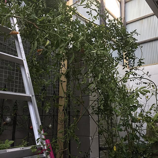 roseさんの実例写真