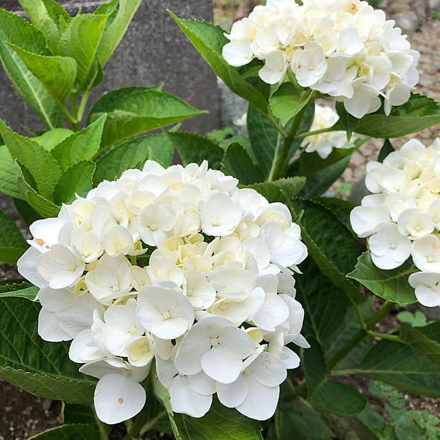 ikubooさんの実例写真