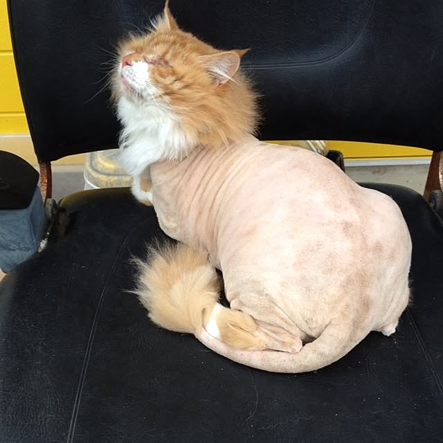 namaさんの実例写真