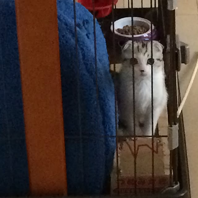 yokkochanさんの実例写真