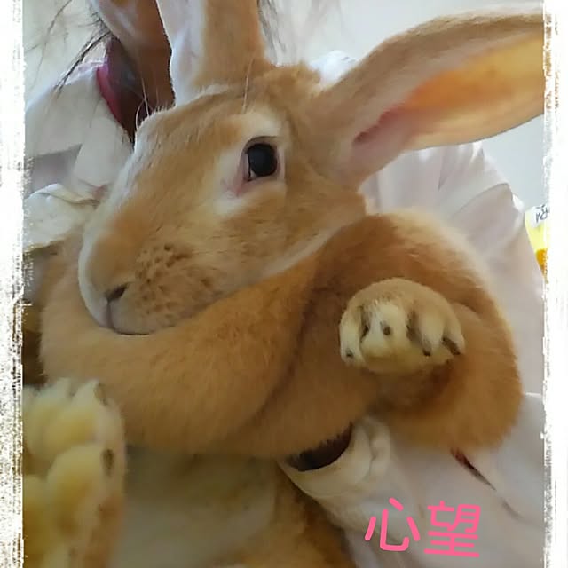 Mikaさんの実例写真