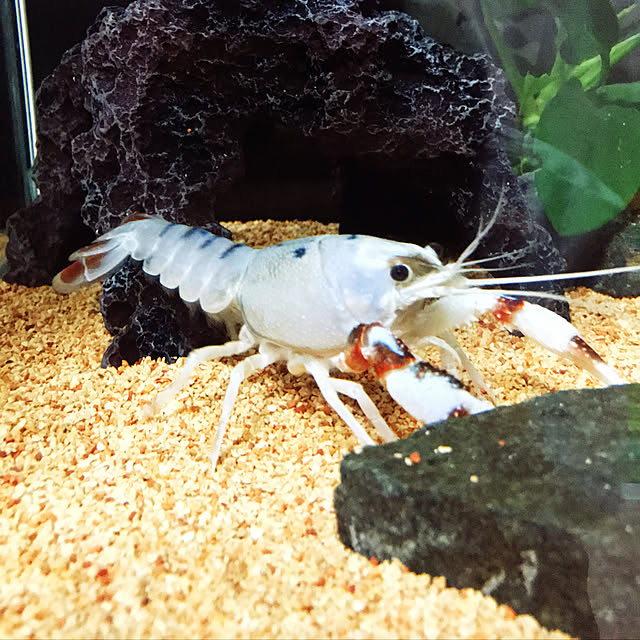 FUさんの実例写真